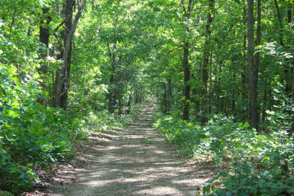 Gobbler Hollow - FS 3713
