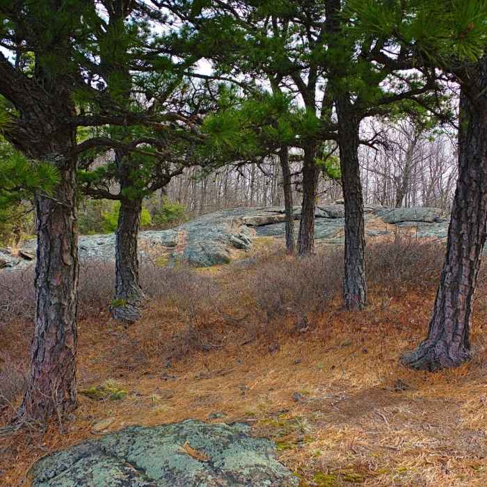 Near Norvin Green Highlights