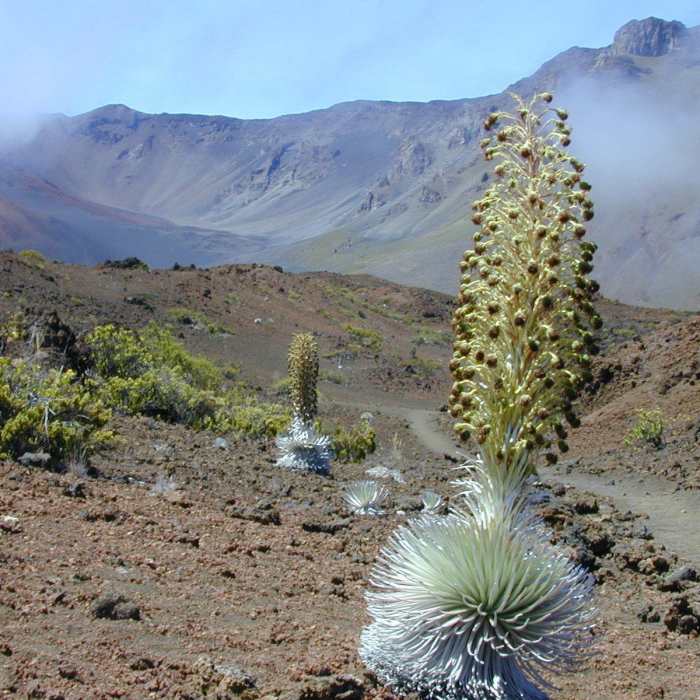 Near Silversword Loop