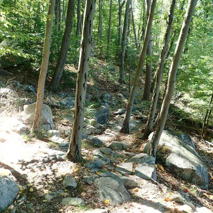 Near Wawayanda Lake Loop