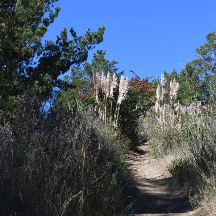 Near San Carlos Trail