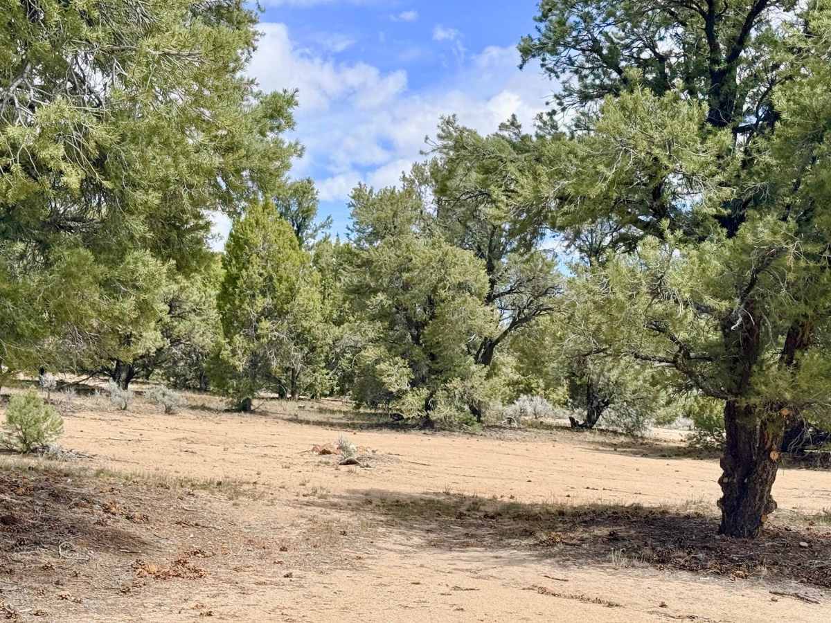 Reeder Spring - FS 43374 photo 3