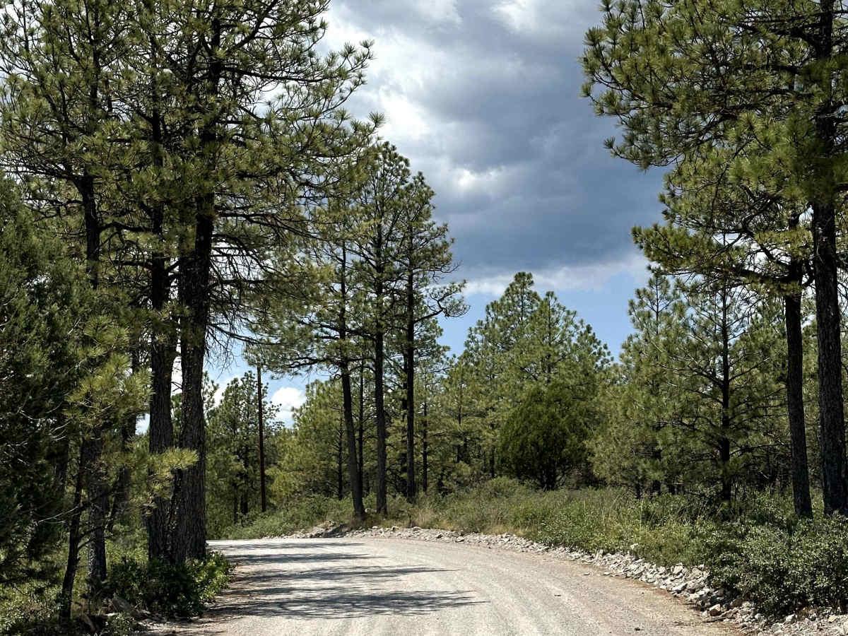 McEwan Can trail photo