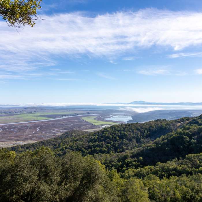 Near Upper Mount Burdell Trail Near Upper Mount Burdell Trail