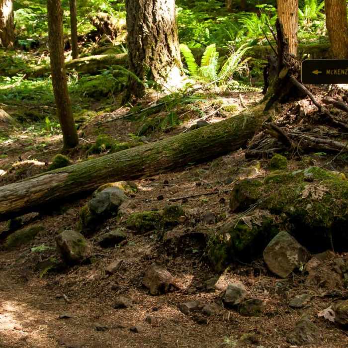 Near McKenzie River Trail: Carmen Reservoir to Tamolitch Pool