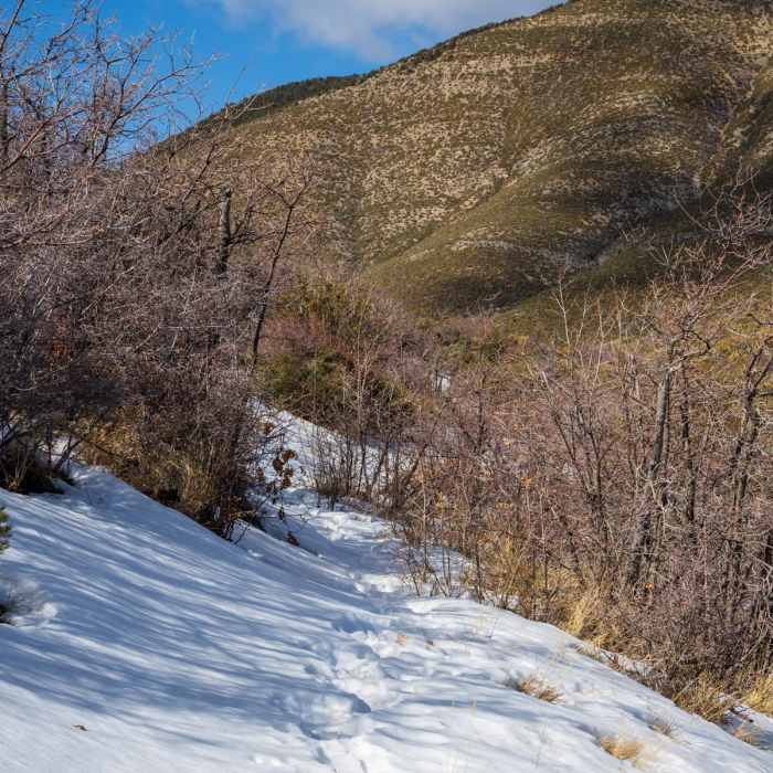 Near Griffith Shadow Loop