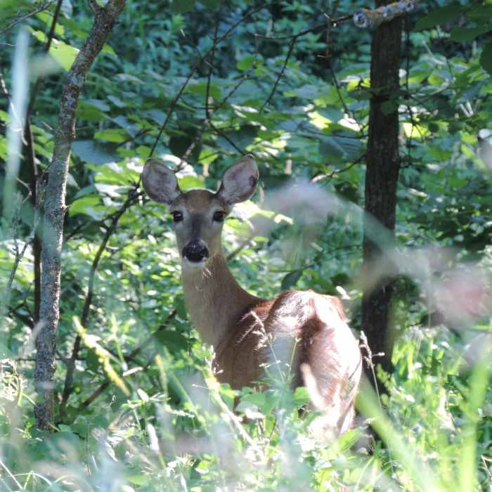 Don't be surprised if you see a deer or two in the park! Near Turtle River State Park Loop