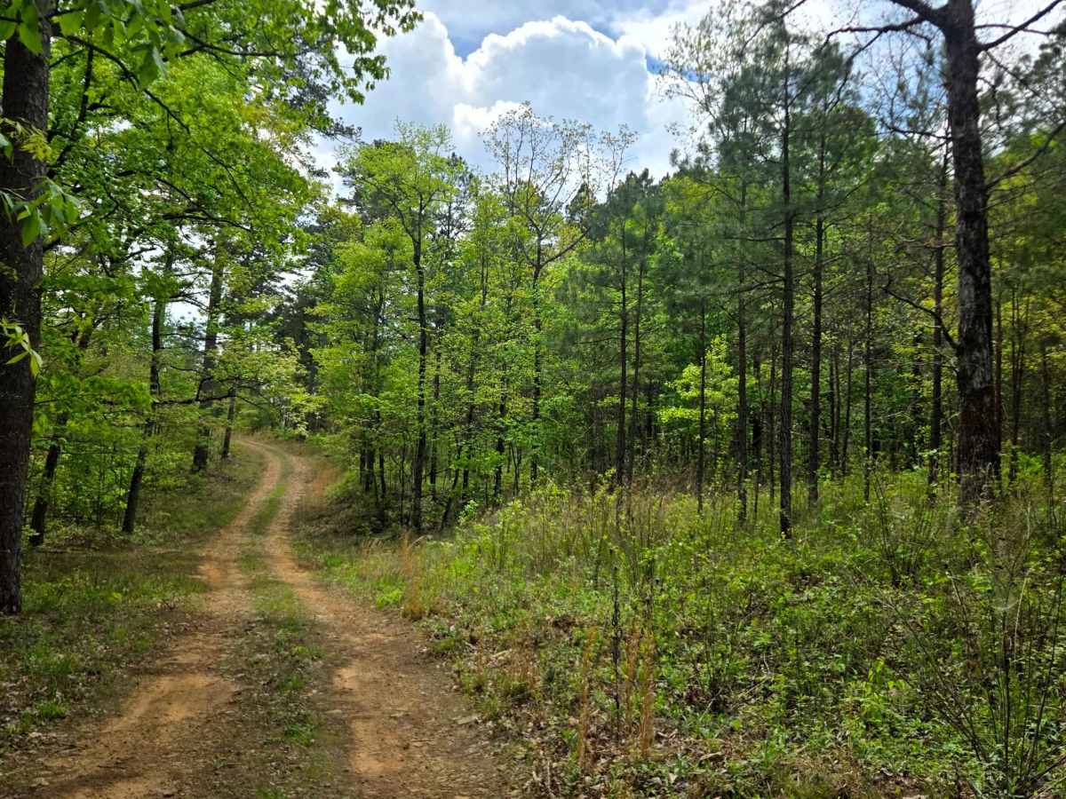Jackson Ridge photo 6