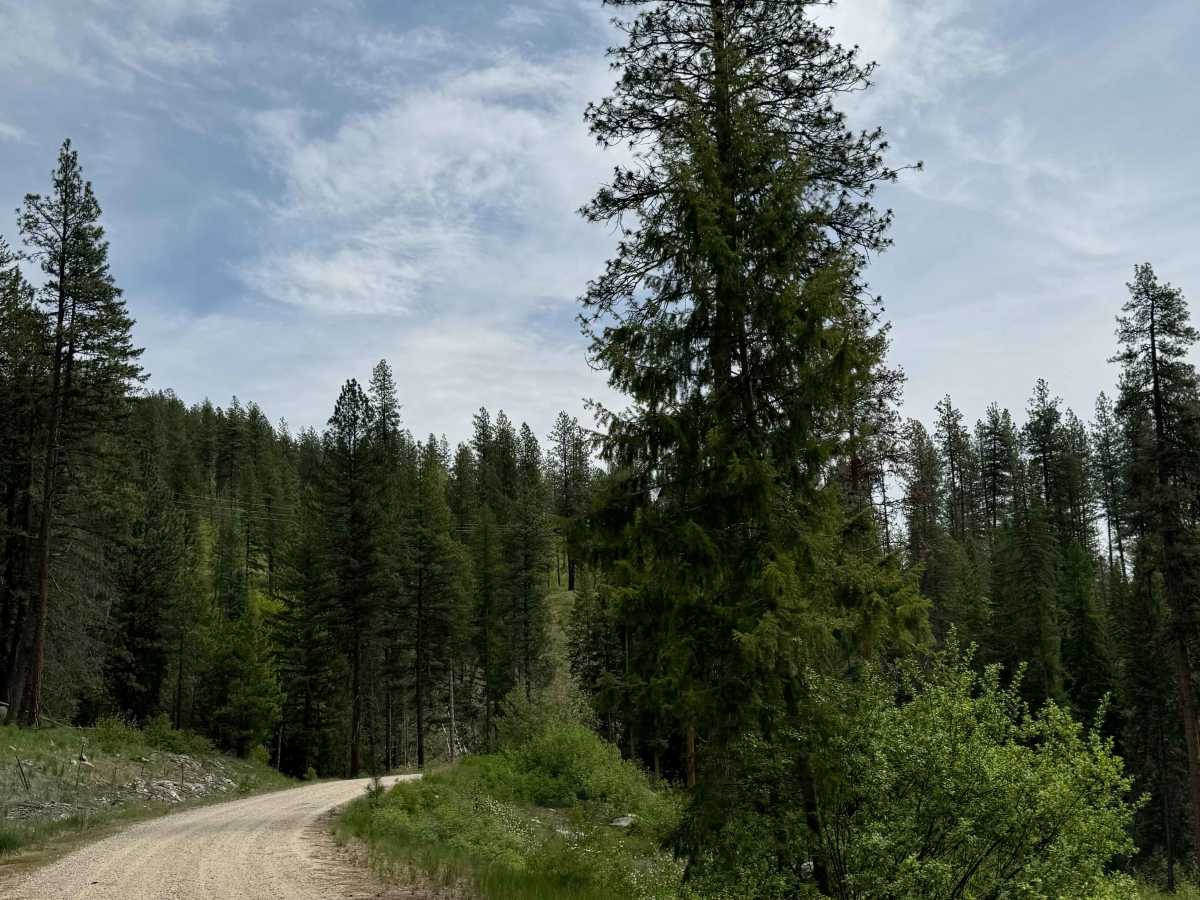 Lane Creek - FS 2000-220 photo 5