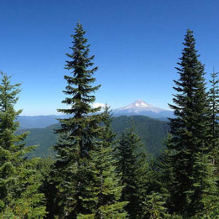View of Mt. Hood and Mt. Adams from the old lookout at the top of Wildcat Mountain. Near Carter Dome Loop via Bog Brook Trail