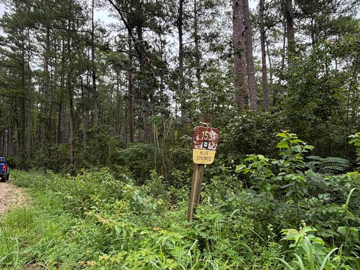 Blue Springs trail photo