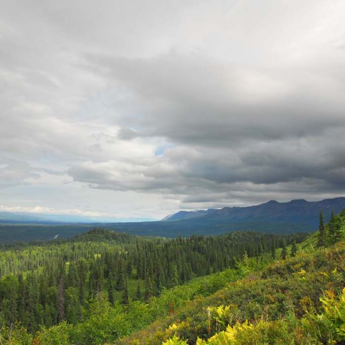 Near Northern K'esugi Ridge via Little Coal Creek Trailhead Near Northern K'esugi Ridge via Little Coal Creek Trailhead