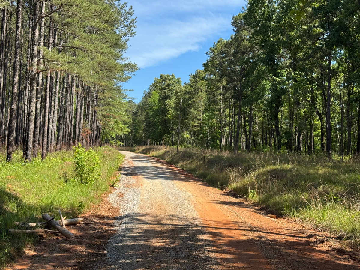 Firetower Road photo 3