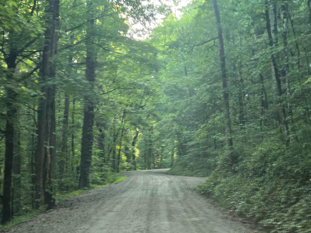 Lower Creek Road photo 6