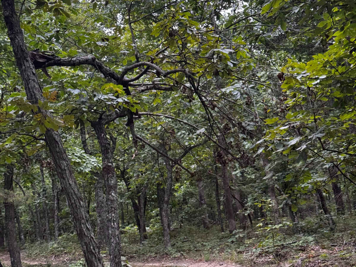 Pruitt Run Byway  photo 3
