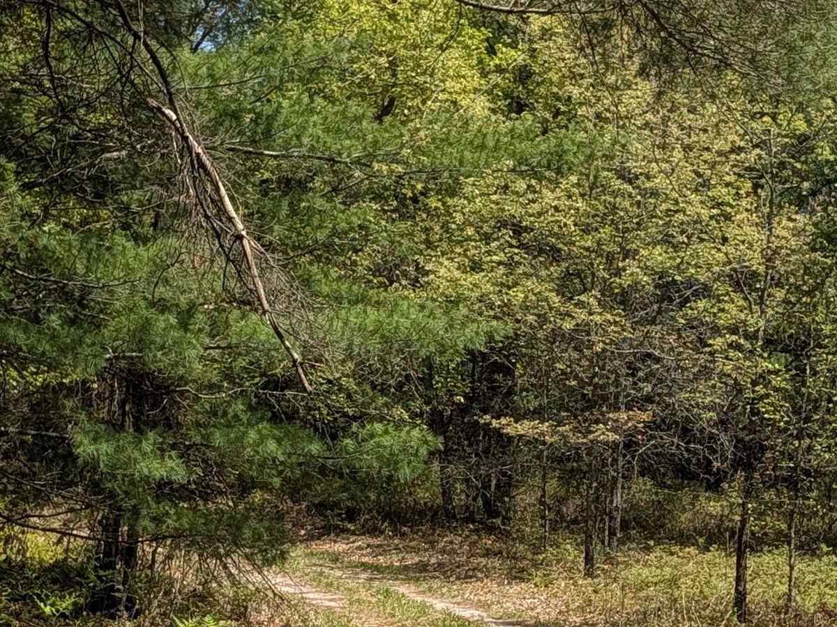 South Eddy Creek Trail trail photo