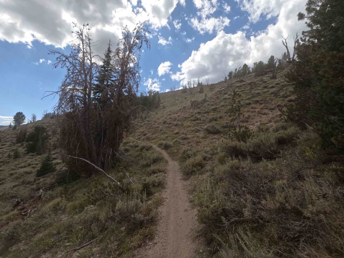 Osberg Ridgeline Trail - FS 7147 photo 5