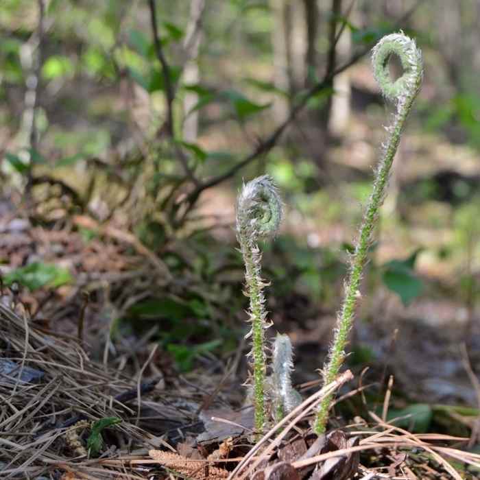 Near Loblolly Trail
