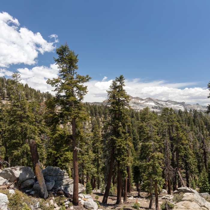 Siliman Crest from JO Pass. Near Jennie Lake Trail