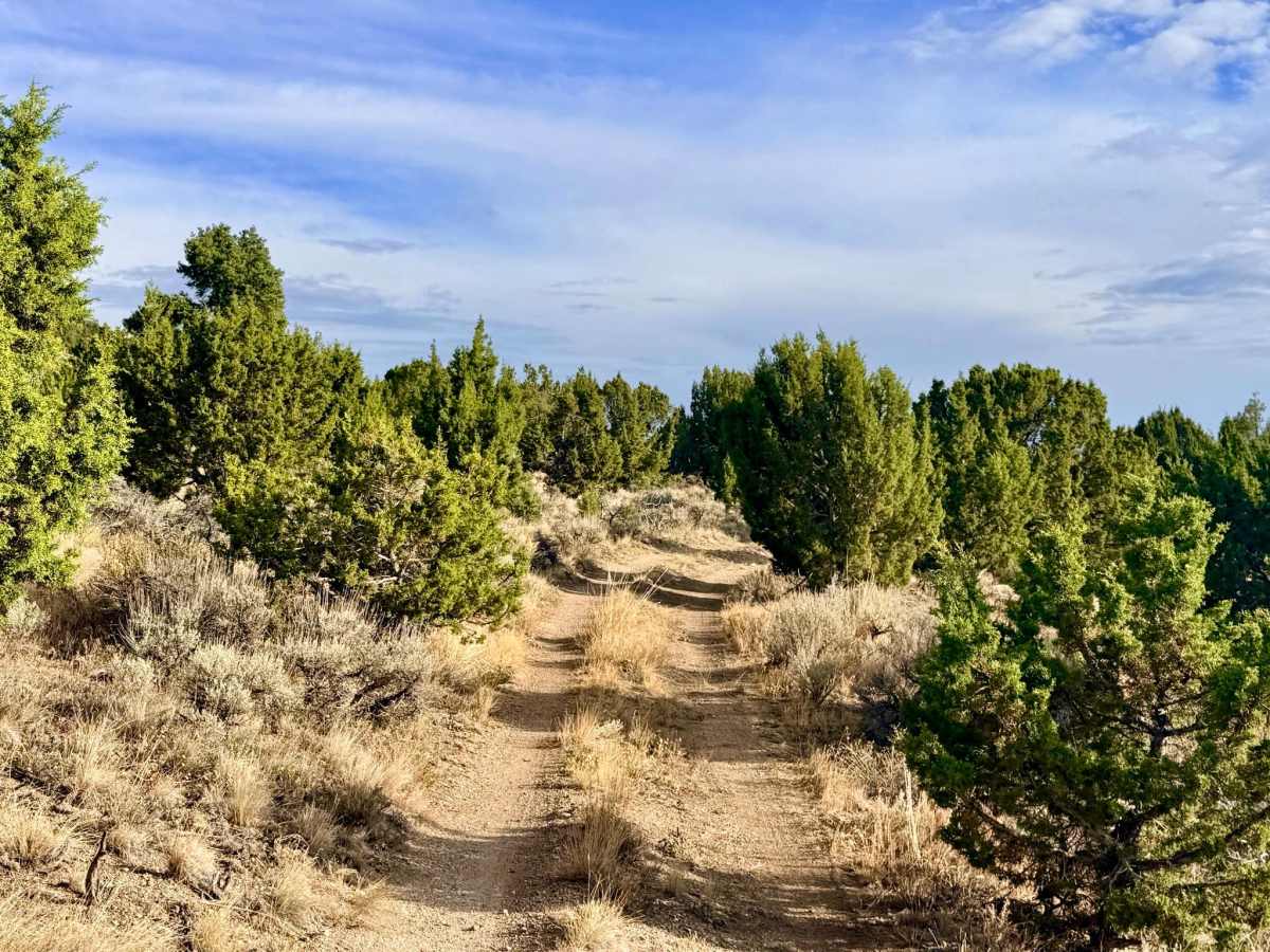 Arizona Spring - FS 17575/577 photo 6