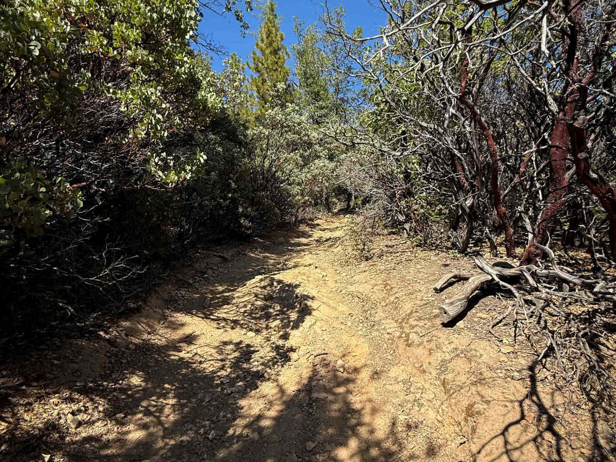Trail 6-1 (11E28)  photo 5
