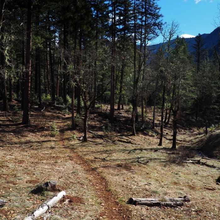 Near Prospectors Loop Trail #974