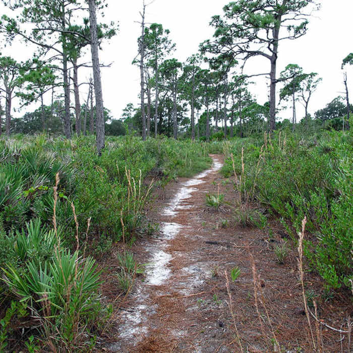 Near Red Trail