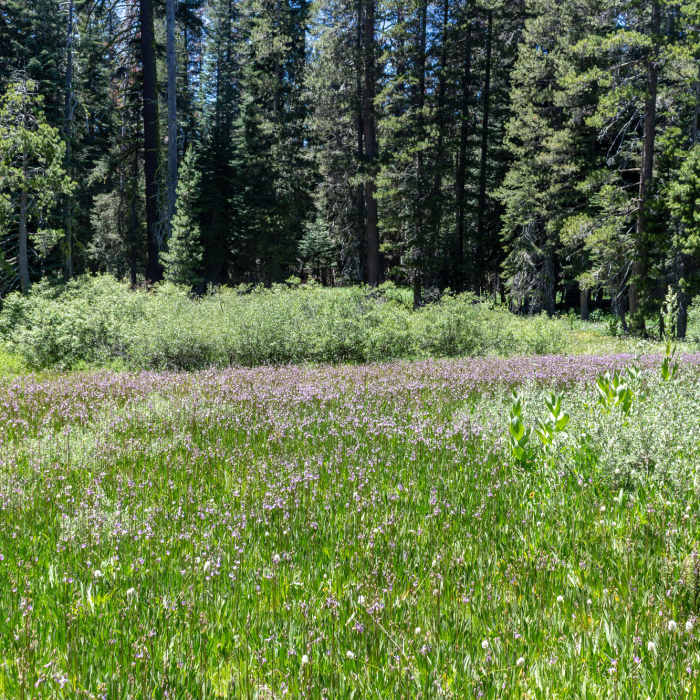 Near Deer Camp Bypass to Southern Yosemite