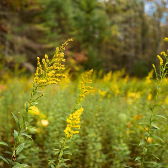Near Pink Beds Loop Near Pink Beds Loop