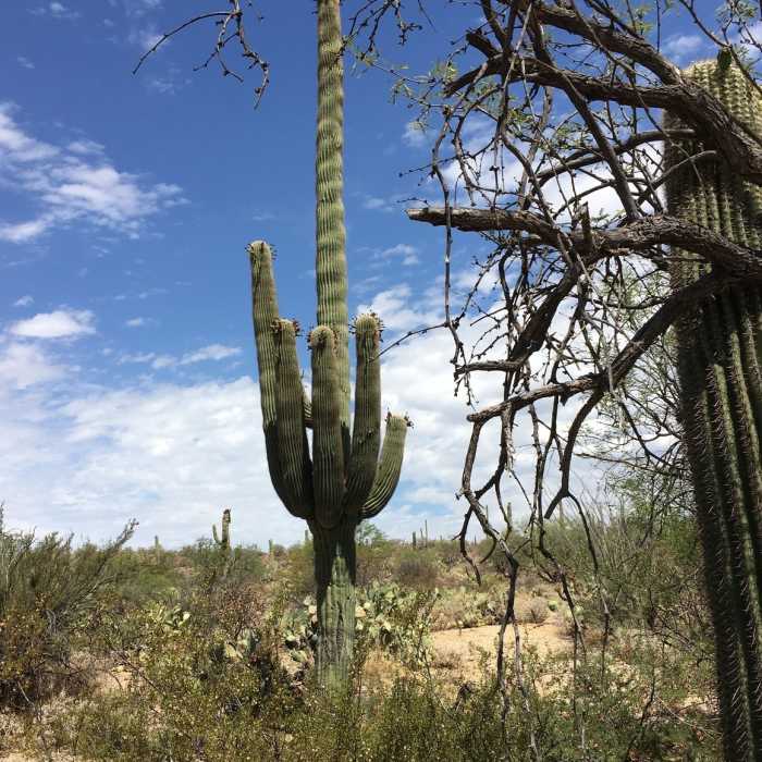Many saguaros along the trail. Near Freeman Homestead