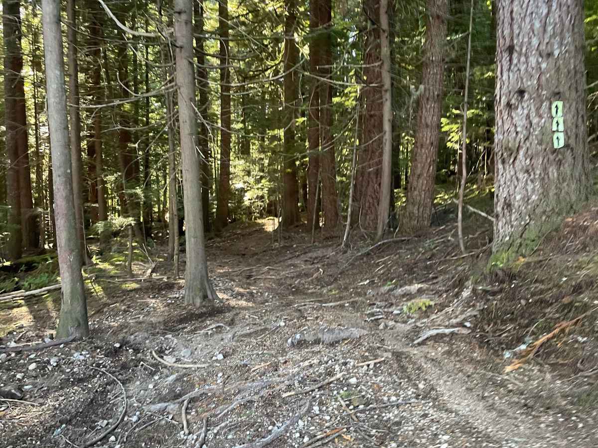 20 Year Trail photo 4