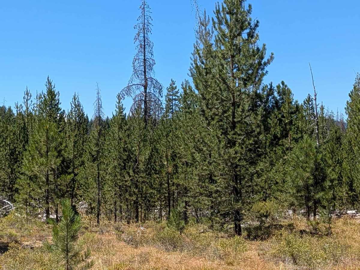 Lodge Pine - FS 42N79 photo 3