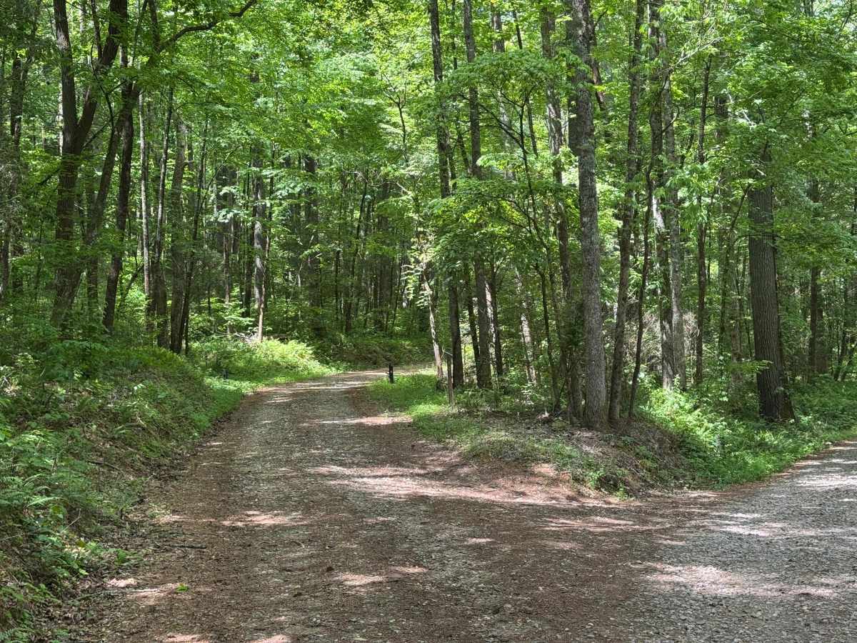 John Dick Creek - FS 248 trail photo
