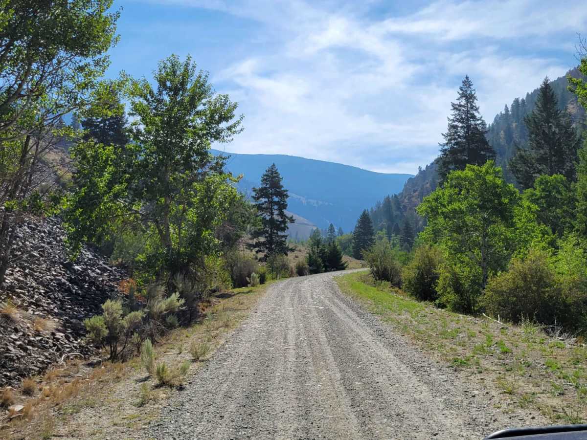 Into The Salmon Forest photo 3