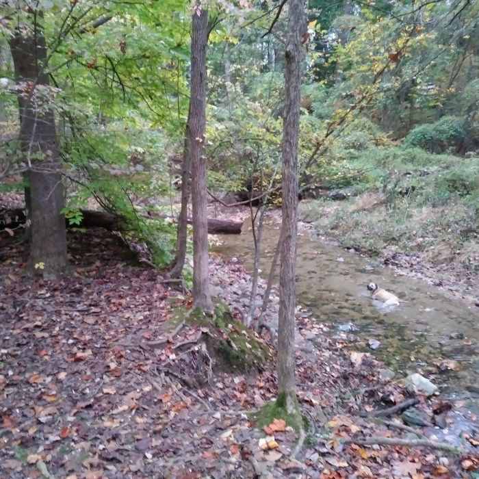 Near Glover-Archbold Trail