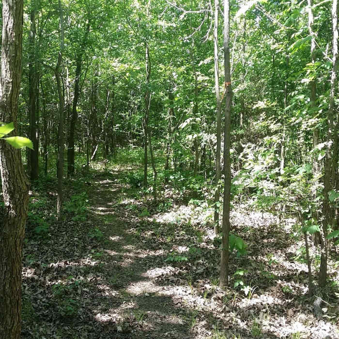Saplings create a maze of dense forest. Near Goat Island Nature Preserve