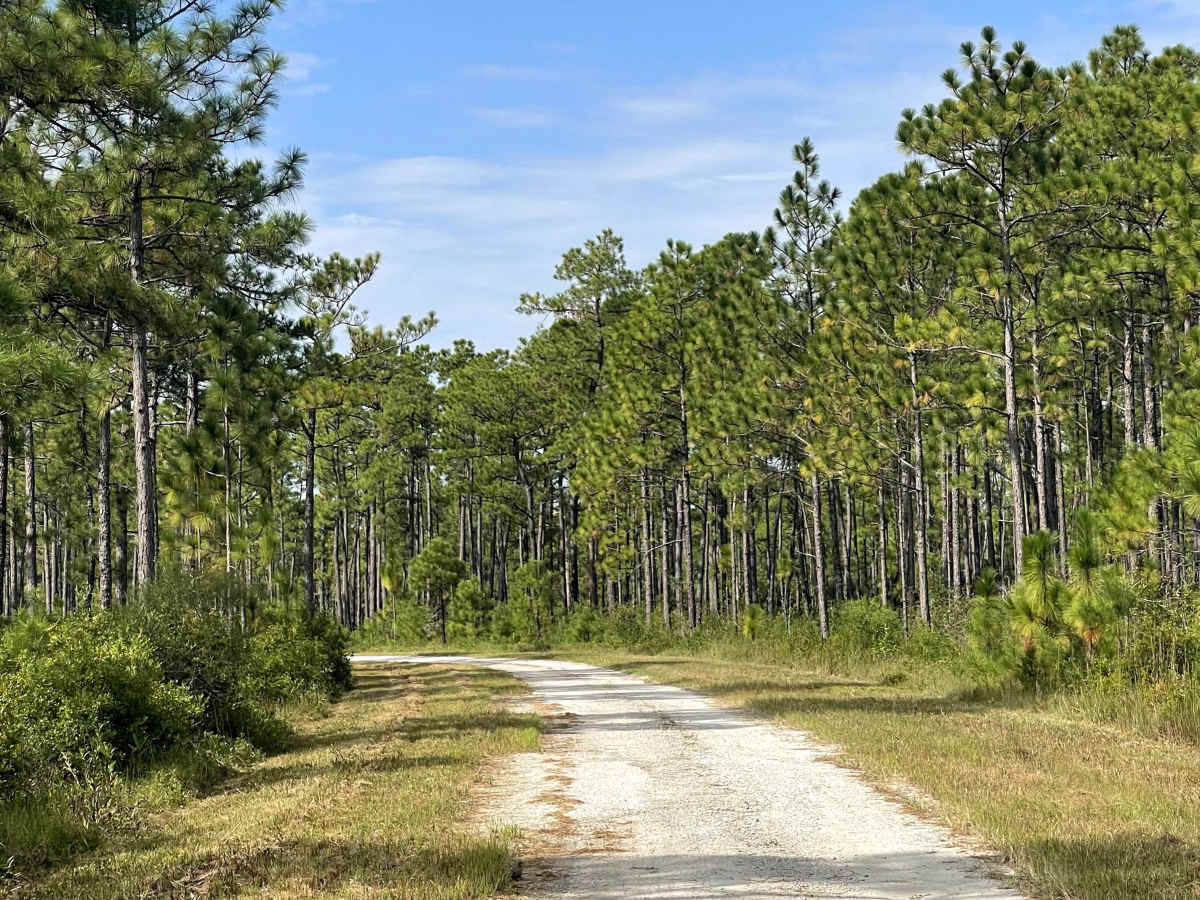 Trumpster Road photo 2