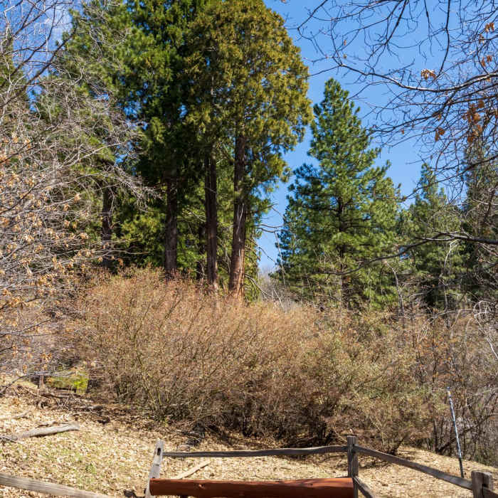 Near Heaps Peak Arboretum Sequoia Loop