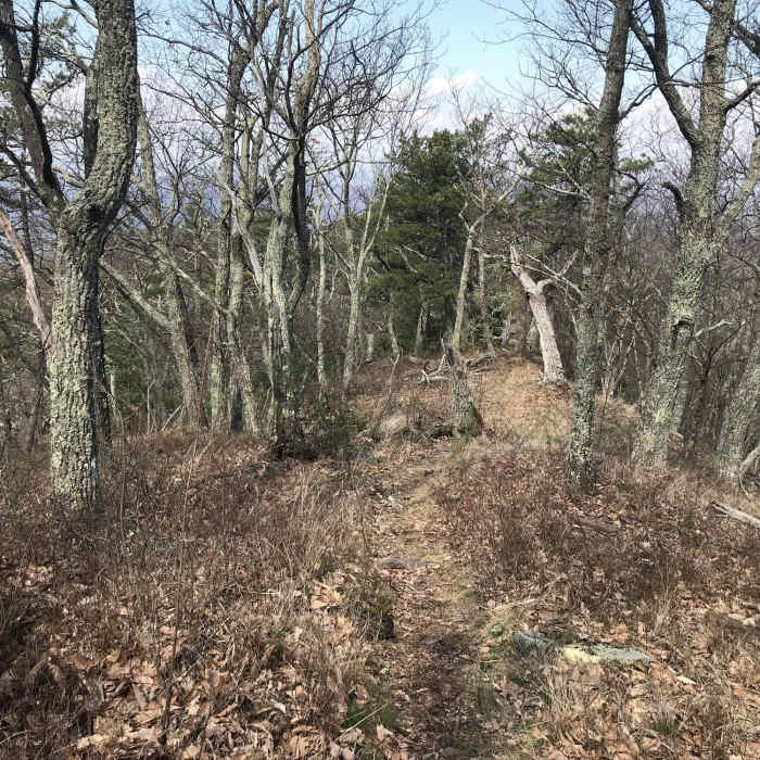 Looking downhill along ridge. Near Sugar Run Trail #1025 (aka Deathstar)