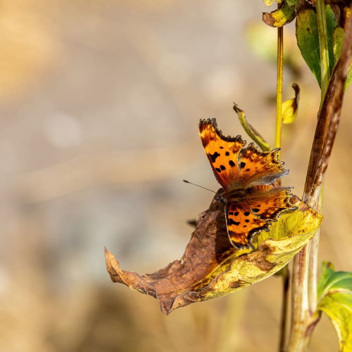 Near Trapper Lake Trail