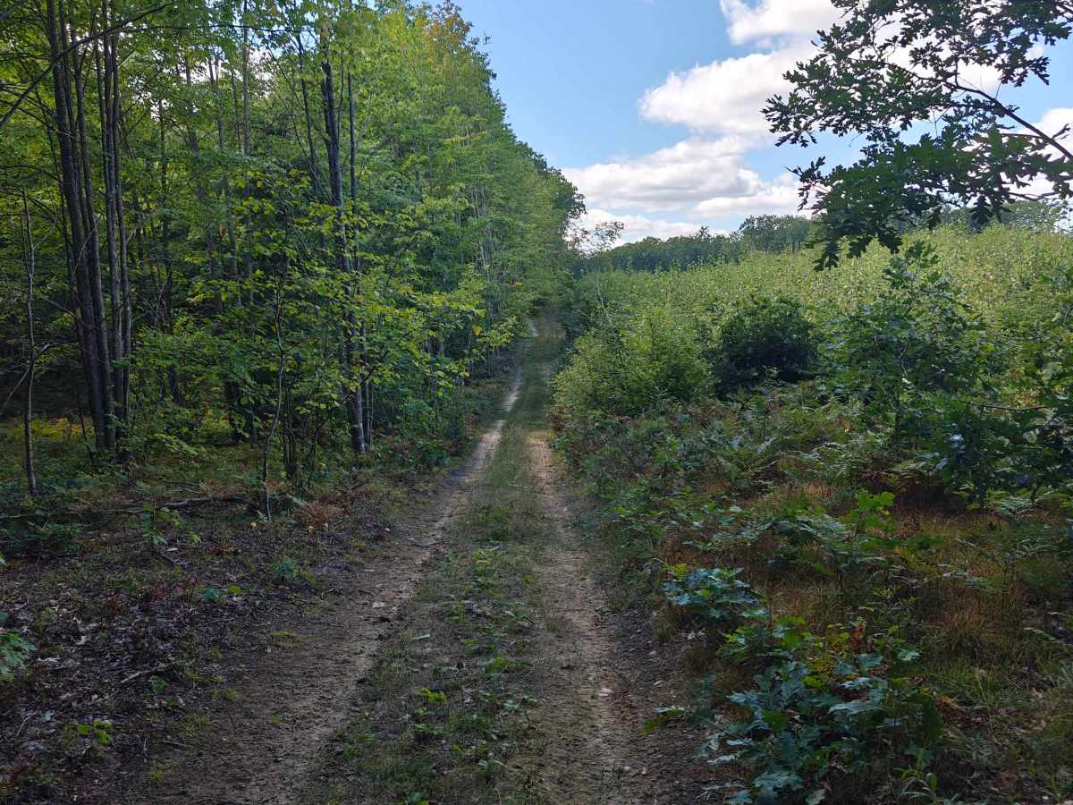 West Greenwood Trail photo 2