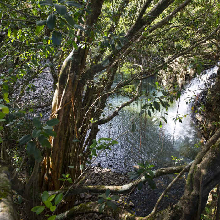 Near Twin Falls Hike + Wailele Farm