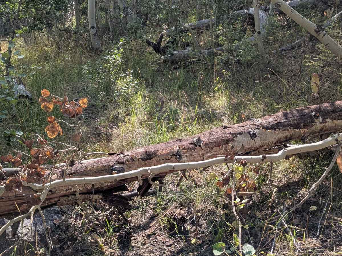 Cameron Canyon photo 6