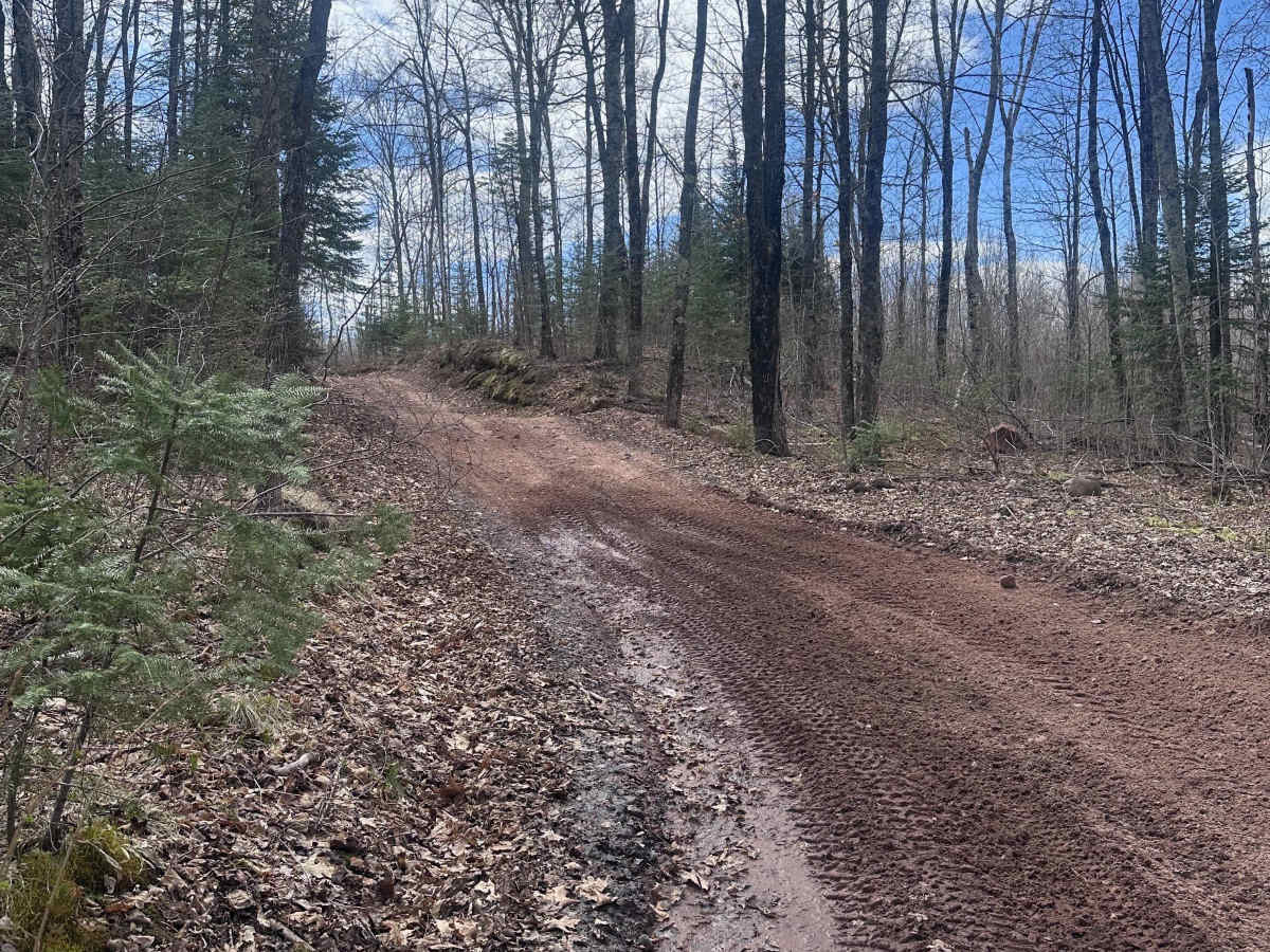 Yellow Birch Trail photo 4