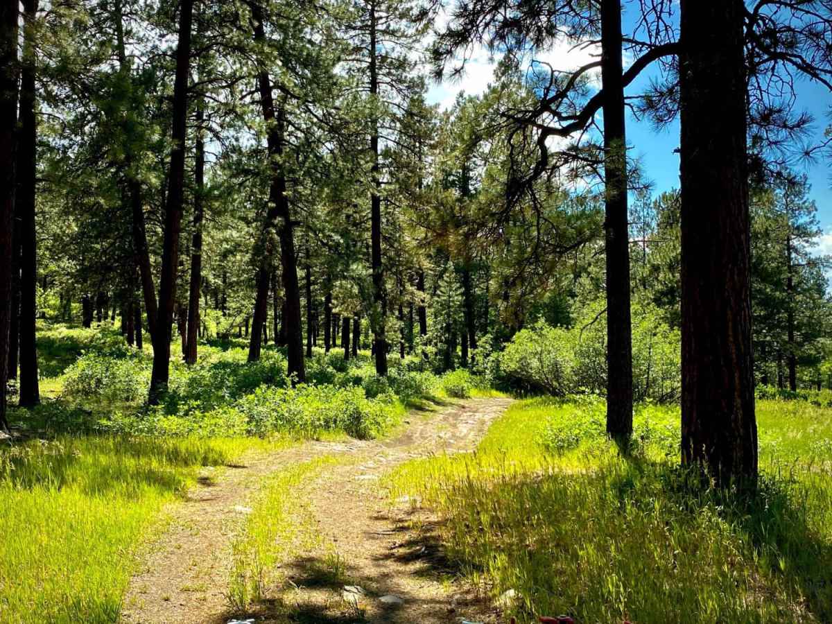 Fawn Gulch F-Fr Rd 666F photo 2