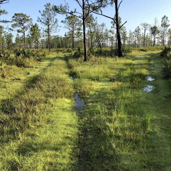 Near White Loop Trail