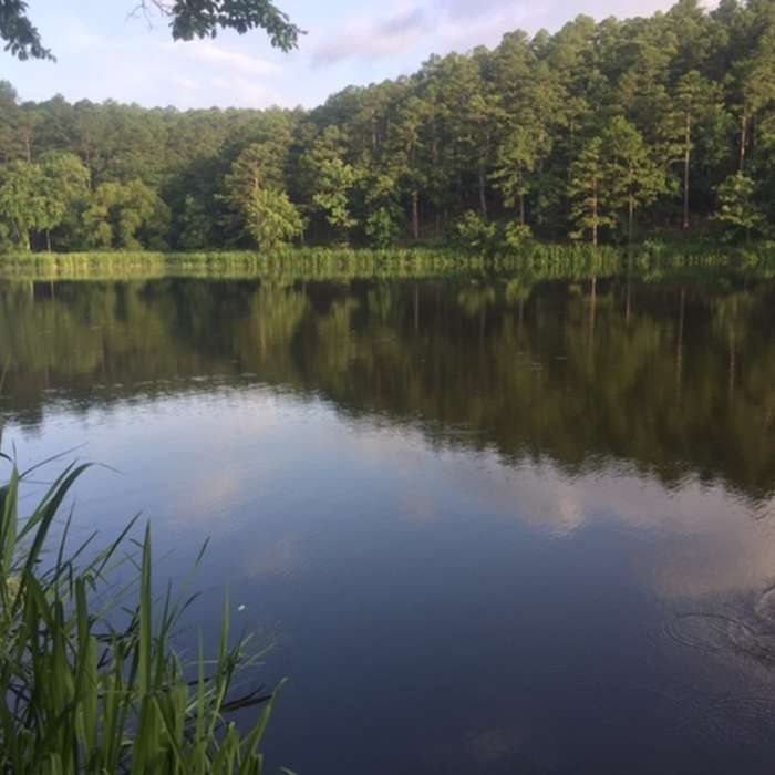 This is picture from the trail of one of the long arms of the lake. The fish were jumping. Near Cedar Lake Trail