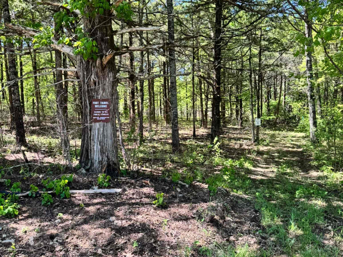 Mincy Food Plot Row photo 4