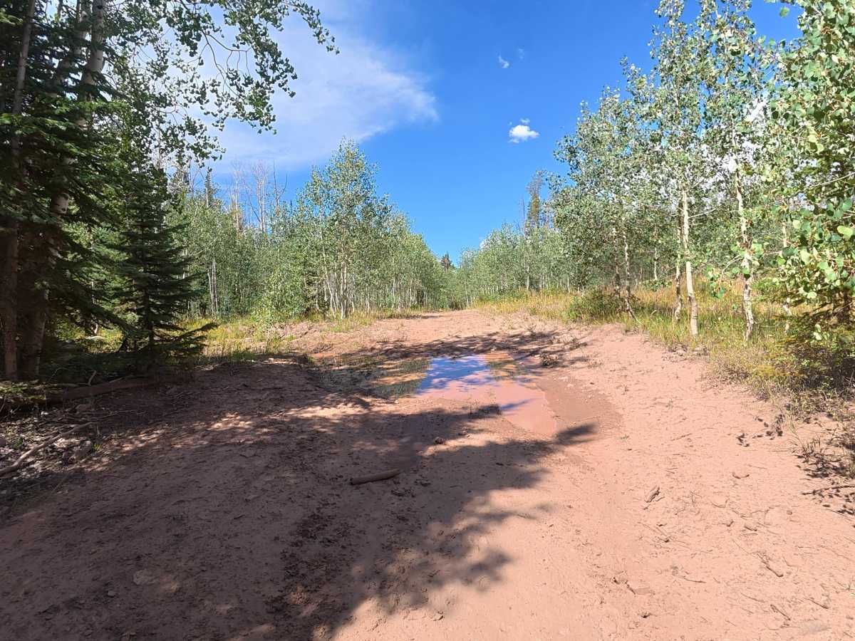 Ellison Mountain Road - FS 273 photo 3