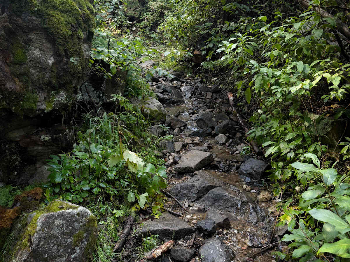 Osha Canyon Trail - FS 20  trail photo